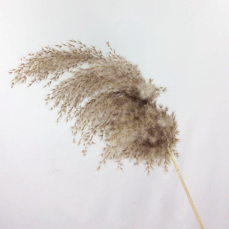 7stems  18inch dried wedding pampas grass decoration ,dried botanical，Dried pampas grass flower arrangement，home decor