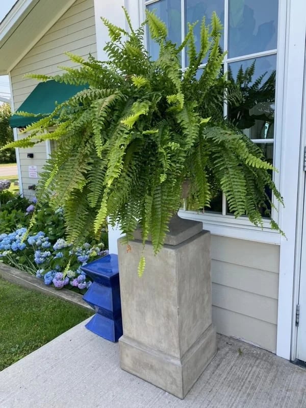 Last Day 50% OFF--UV Resistant Lifelike Artificial Boston Fern🍀