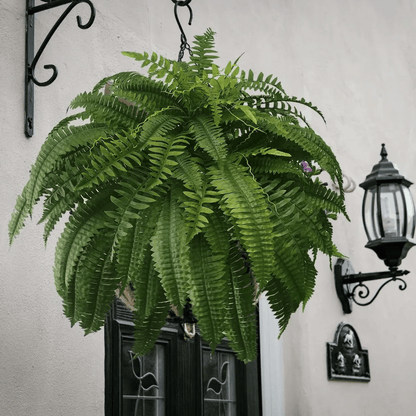 Last Day 50% OFF--UV Resistant Lifelike Artificial Boston Fern🍀