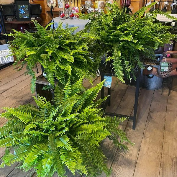 Last Day 50% OFF--UV Resistant Lifelike Artificial Boston Fern🍀